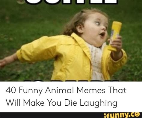 funniest hilarious memes die laughing memes